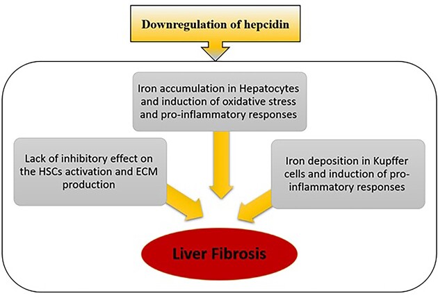 Interplay between gut microbiota and the master iron regulator, hepcidin, in the pathogenesis of liver fibrosis.