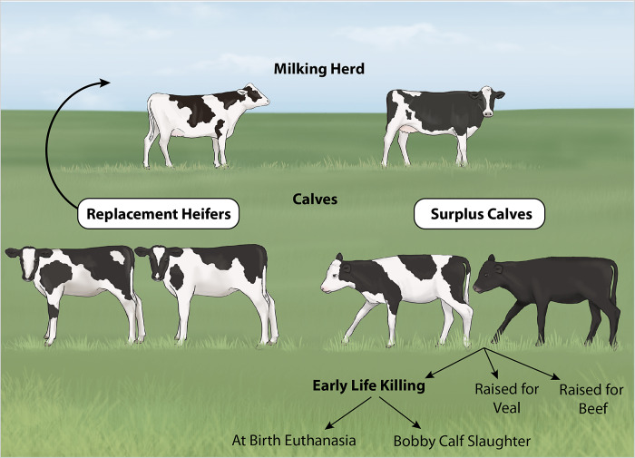 Waste not, want not: Value chain stakeholder attitudes to surplus dairy calf management in Australia.