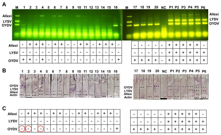 An Inexpensive System for Rapid and Accurate On-site Detection of Garlic-Infected Viruses by Agarose Gel Electrophoresis Followed by Array Assay.