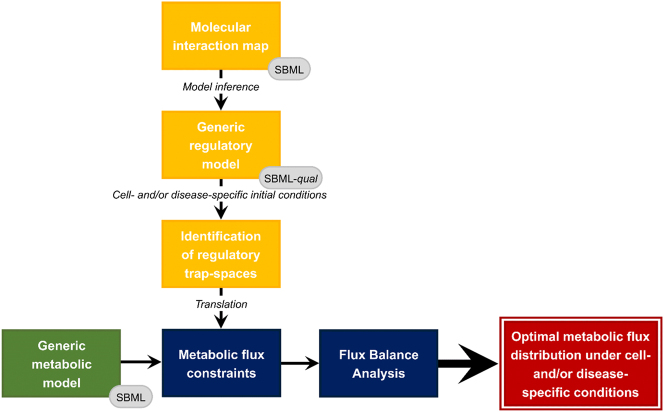 MetaLo: metabolic analysis of Logical models extracted from molecular interaction maps.