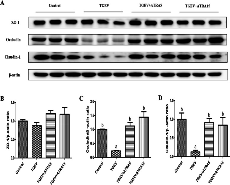 All-trans retinoic acid alleviates transmissible gastroenteritis virus-induced intestinal inflammation and barrier dysfunction in weaned piglets.