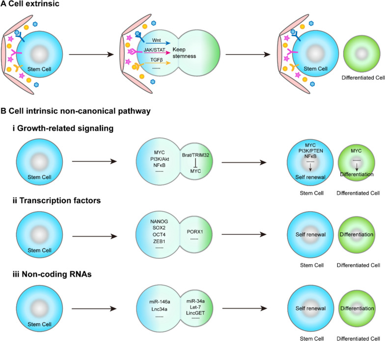 Asymmetric division of stem cells and its cancer relevance.