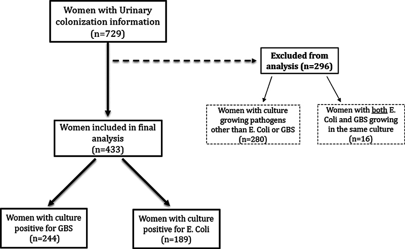 Urinary Tract Infection and Progression to Pyelonephritis: Group B <i>Streptococcus</i> versus <i>E. coli</i>.