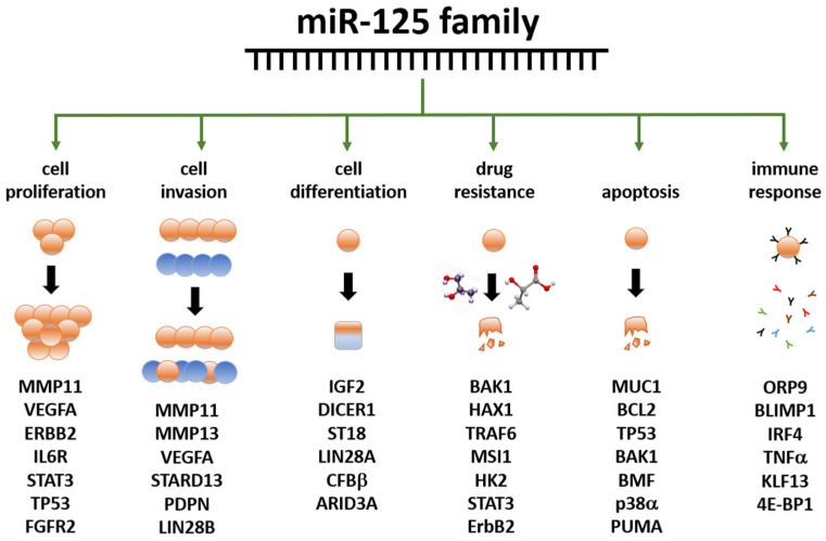 miR-125 in Breast Cancer Etiopathogenesis: An Emerging Role as a Biomarker in Differential Diagnosis, Regenerative Medicine, and the Challenges of Personalized Medicine.