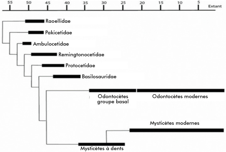 [Zoonotic potential of brucellosis in marine mammals].