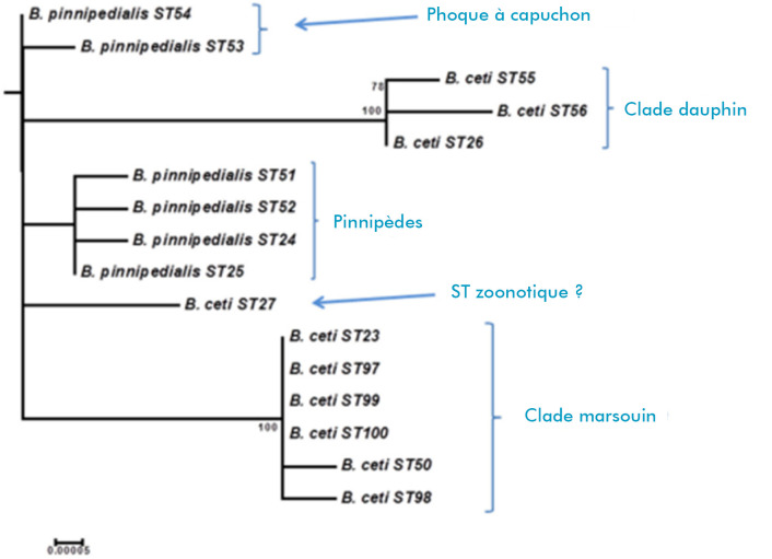 [Zoonotic potential of brucellosis in marine mammals].