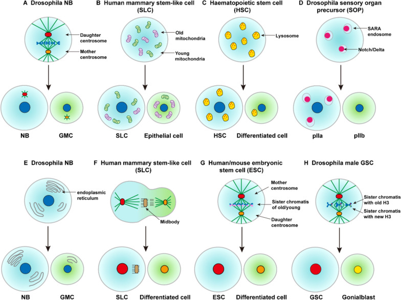 Asymmetric division of stem cells and its cancer relevance.