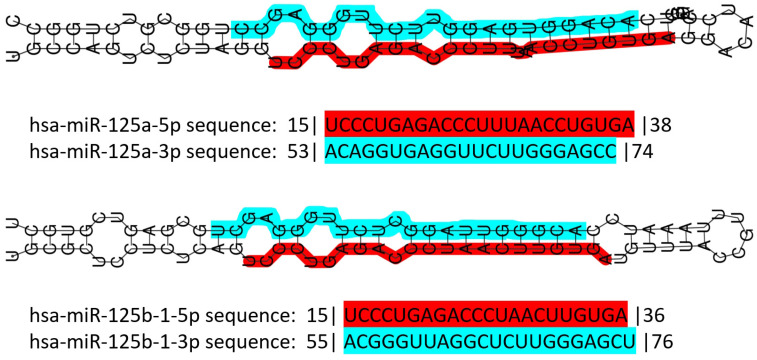 miR-125 in Breast Cancer Etiopathogenesis: An Emerging Role as a Biomarker in Differential Diagnosis, Regenerative Medicine, and the Challenges of Personalized Medicine.