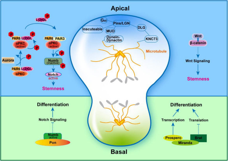Asymmetric division of stem cells and its cancer relevance.