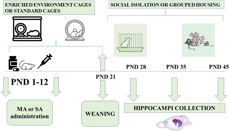Impact of altered environment and early postnatal methamphetamine exposure on serotonin levels in the rat hippocampus during adolescence.