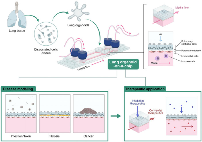 Lung Organoid on a Chip: A New Ensemble Model for Preclinical Studies.