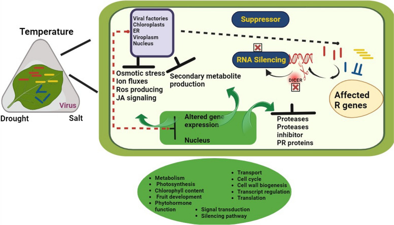 Unveiling the dynamic relationship of viruses and/or symbiotic bacteria with plant resilience in abiotic stress.