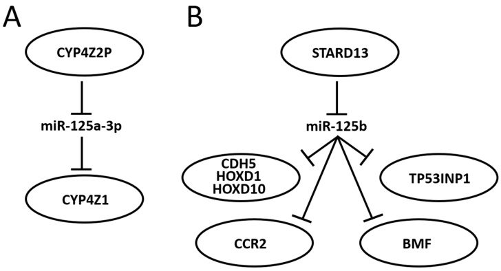 miR-125 in Breast Cancer Etiopathogenesis: An Emerging Role as a Biomarker in Differential Diagnosis, Regenerative Medicine, and the Challenges of Personalized Medicine.