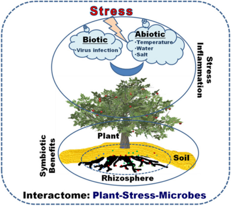 Unveiling the dynamic relationship of viruses and/or symbiotic bacteria with plant resilience in abiotic stress.