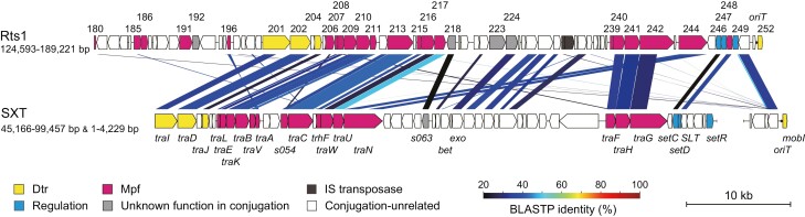 A comprehensive list of genes required for the efficient conjugation of plasmid Rts1 was determined by systematic deletion analysis.