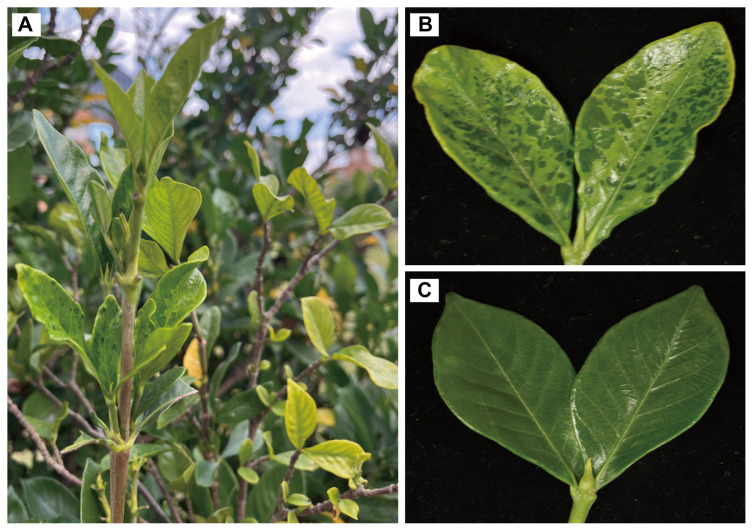 Molecular Characterization of an Isolate of Bean Common Mosaic Virus First Identified in Gardenia Using Metatranscriptome and Small RNA Sequencing.