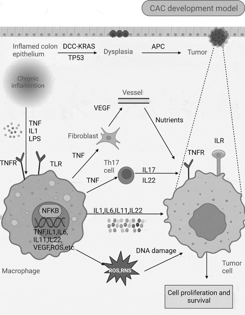 Autophagy in colitis-associated colon cancer: exploring its potential role in reducing initiation and preventing IBD-Related CAC development.