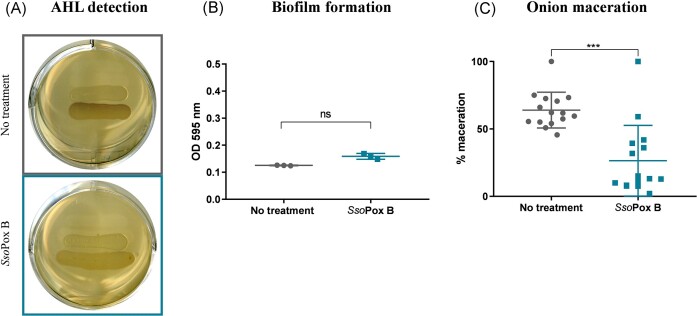 Disrupting quorum sensing as a strategy to inhibit bacterial virulence in human, animal, and plant pathogens.