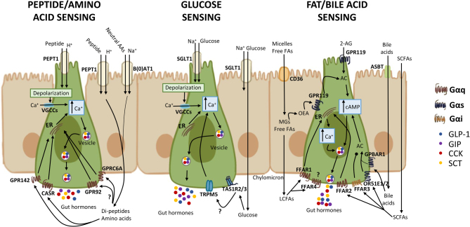 Cellular mechanisms of incretin hormone secretion.
