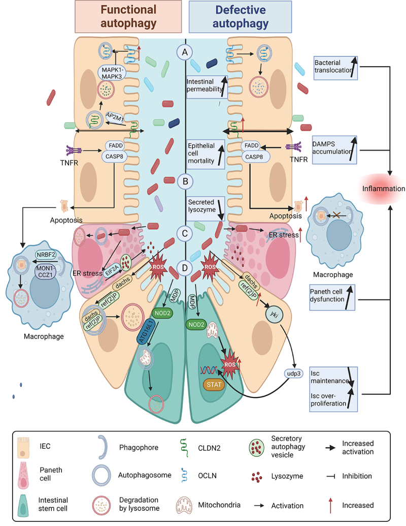 Autophagy in colitis-associated colon cancer: exploring its potential role in reducing initiation and preventing IBD-Related CAC development.