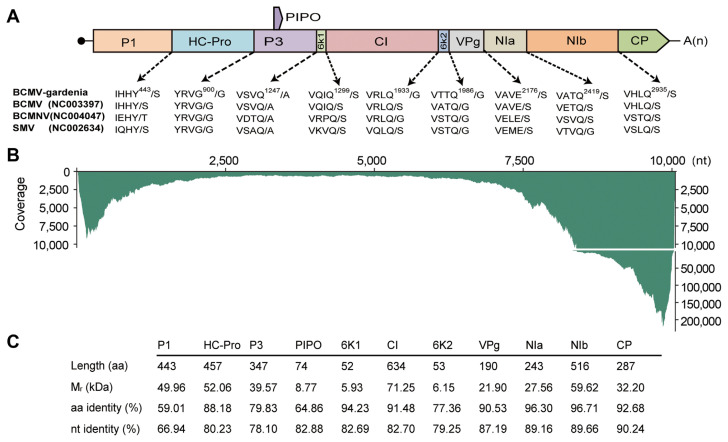 Molecular Characterization of an Isolate of Bean Common Mosaic Virus First Identified in Gardenia Using Metatranscriptome and Small RNA Sequencing.