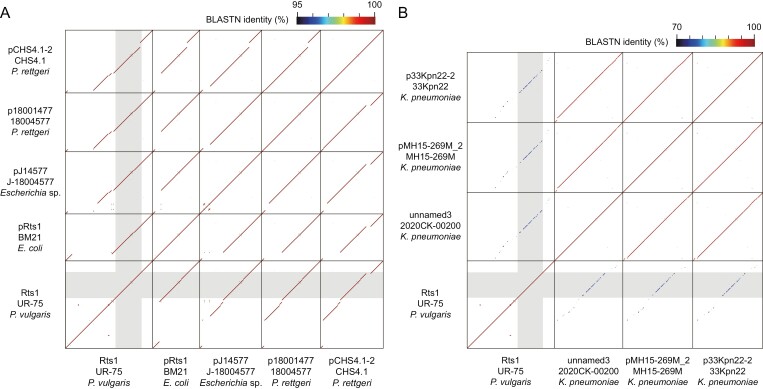 A comprehensive list of genes required for the efficient conjugation of plasmid Rts1 was determined by systematic deletion analysis.