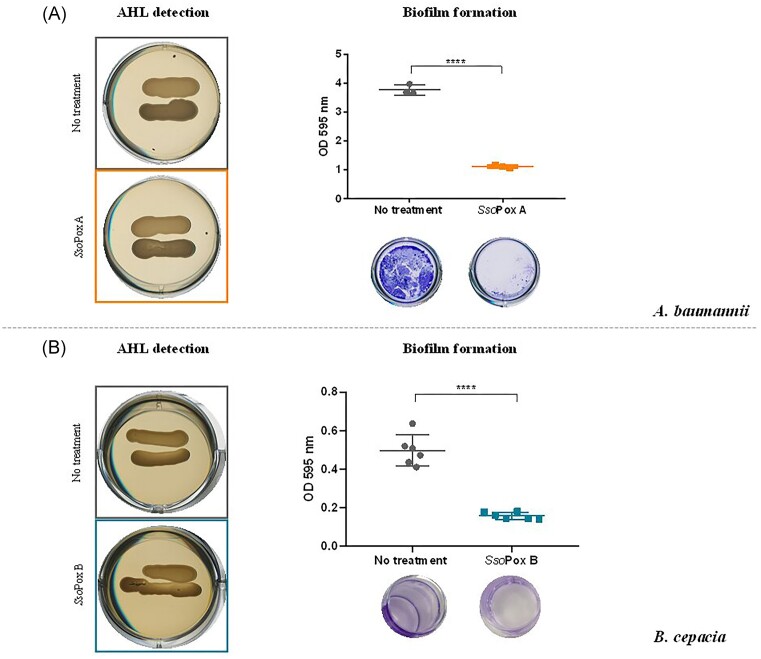 Disrupting quorum sensing as a strategy to inhibit bacterial virulence in human, animal, and plant pathogens.