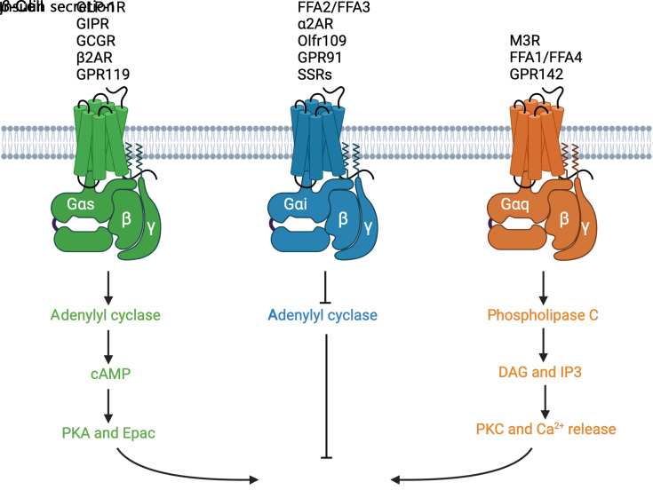 The Role of G Protein-Coupled Receptors and Receptor Kinases in Pancreatic <i>β</i>-Cell Function and Diabetes.