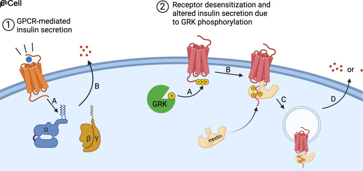 The Role of G Protein-Coupled Receptors and Receptor Kinases in Pancreatic <i>β</i>-Cell Function and Diabetes.