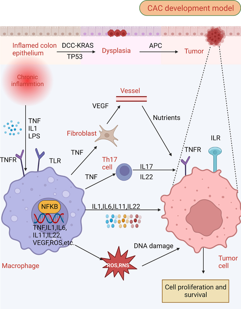 Autophagy in colitis-associated colon cancer: exploring its potential role in reducing initiation and preventing IBD-Related CAC development.