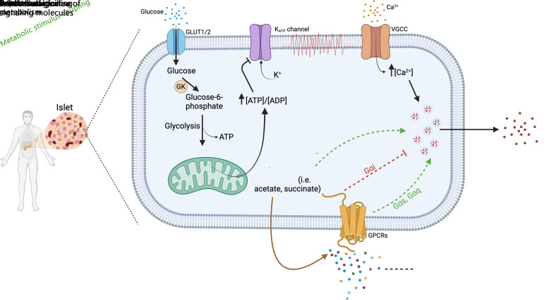The Role of G Protein-Coupled Receptors and Receptor Kinases in Pancreatic <i>β</i>-Cell Function and Diabetes.