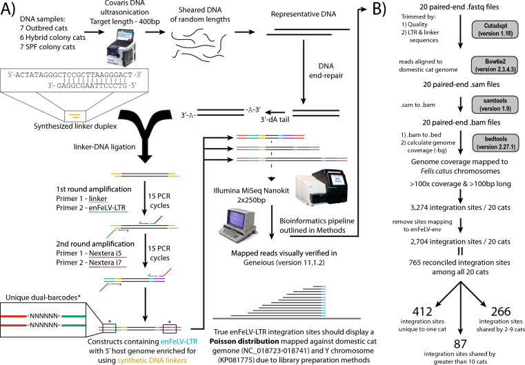 Endogenous feline leukemia virus long terminal repeat integration site diversity is highly variable in related and unrelated domestic cats.