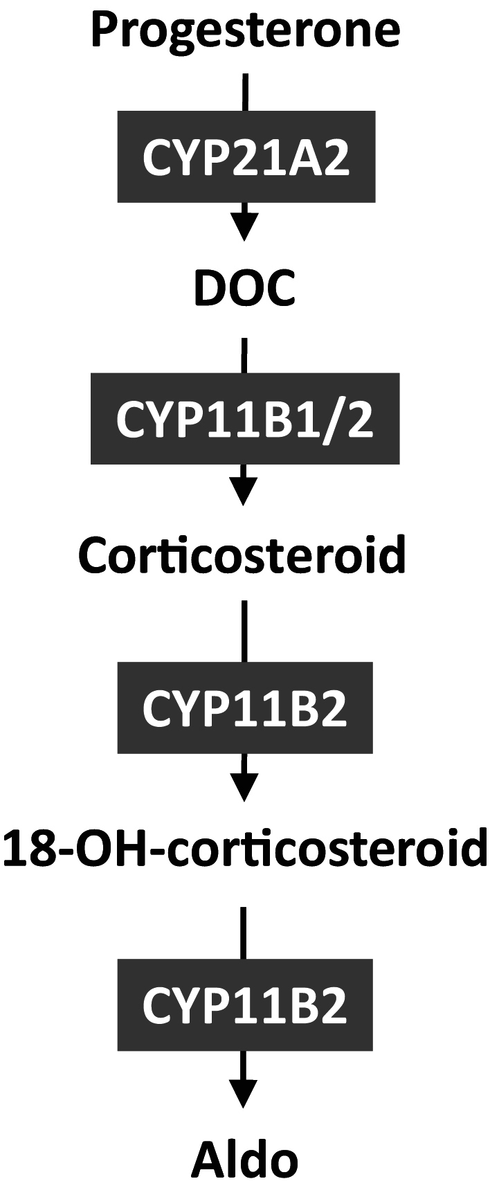 No extra-adrenal aldosterone production in various human cell lines.