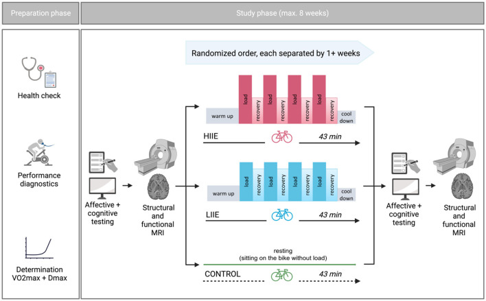 Fractional amplitude of low-frequency fluctuations associated with μ-opioid and dopamine receptor distributions in the central nervous system after high-intensity exercise bouts.