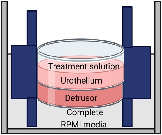 Uropathogenic Escherichia coli causes significant urothelial damage in an ex vivo porcine bladder model, with no protective effect observed from cranberry or d-mannose.