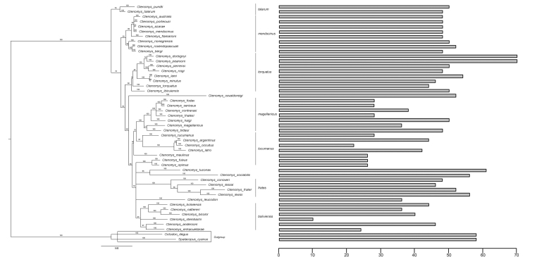Investigating the evolutionary dynamics of diploid number variation in Ctenomys (Ctenomyidae, Rodentia).