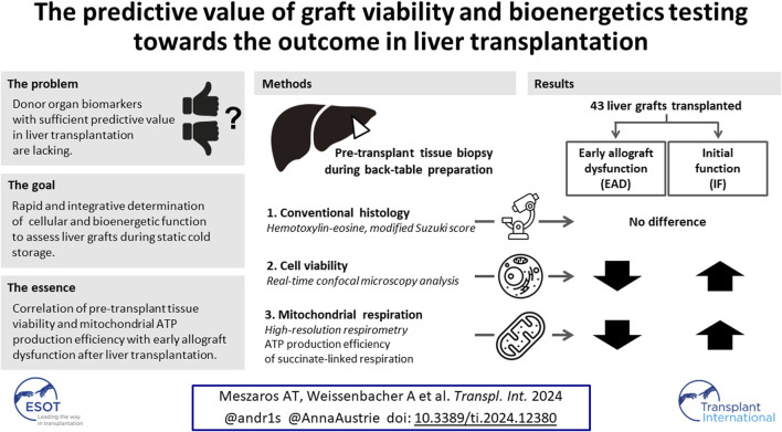 The Predictive Value of Graft Viability and Bioenergetics Testing Towards the Outcome in Liver Transplantation.
