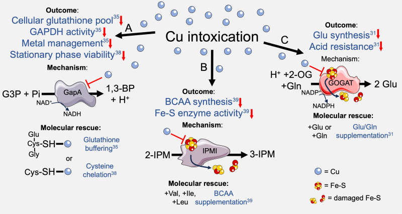 Resisting death by metal: metabolism and Cu/Zn homeostasis in bacteria.