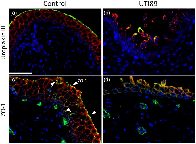 Uropathogenic Escherichia coli causes significant urothelial damage in an ex vivo porcine bladder model, with no protective effect observed from cranberry or d-mannose.