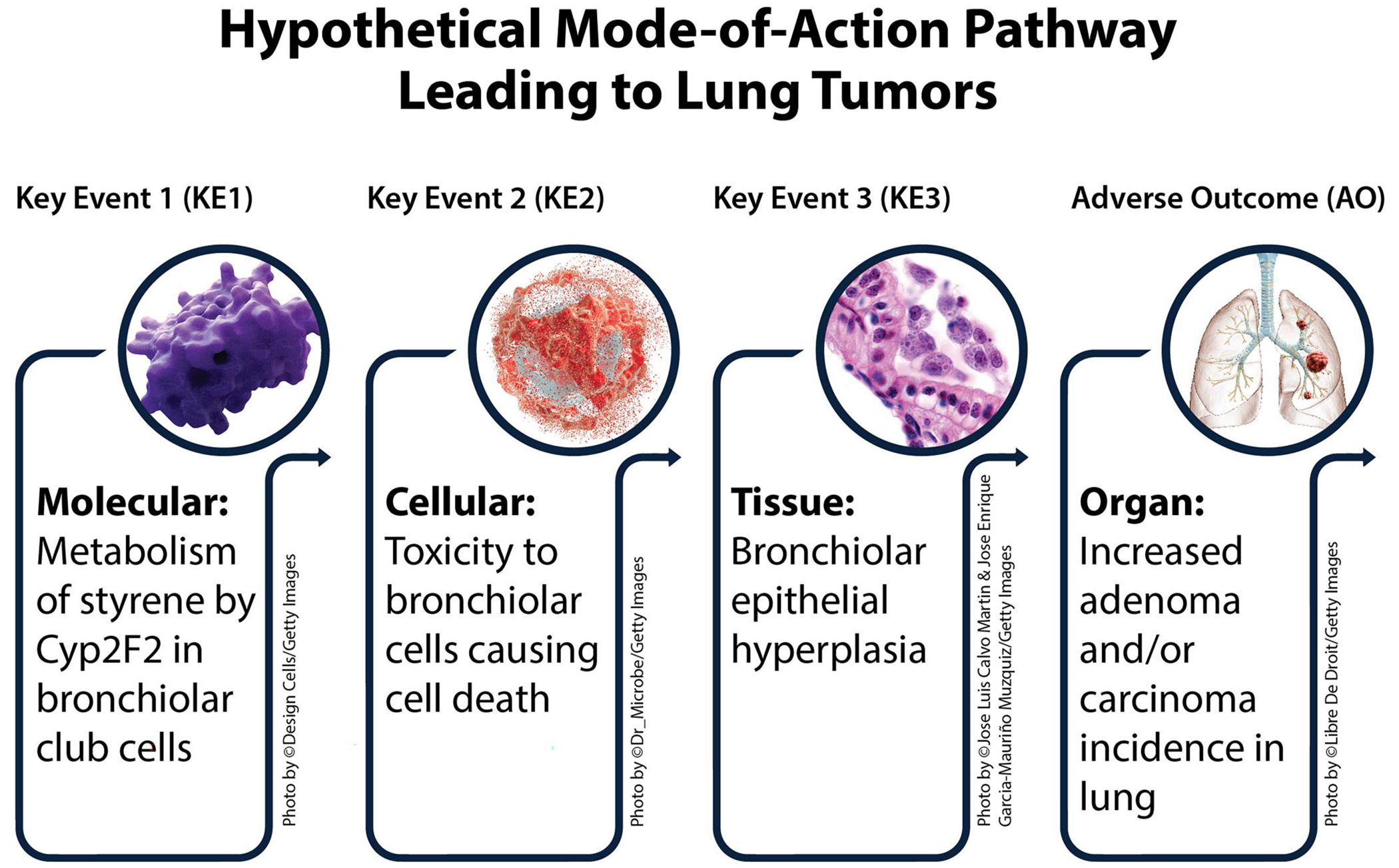 Procedural application of mode-of-action and human relevance analysis: styrene-induced lung tumors in mice.