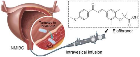 Elafibranor emerged as a potential chemotherapeutic drug for non-muscle invasive bladder cancer