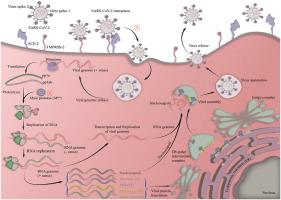 Targeting SARS-CoV-2 main protease (Mpro) and human ACE-2: A virtual screening of carotenoids and polyphenols from tomato (Solanum lycopersicum L.) to combat Covid-19