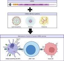 mRNA delivery systems for cancer immunotherapy: Lipid nanoparticles and beyond