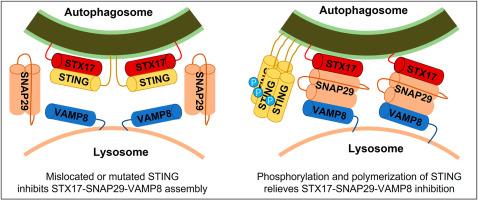 STING guides the STX17-SNAP29-VAMP8 complex assembly to control autophagy