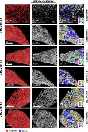 Molecular and mineral responses of corals grown under artificial Calcite Sea conditions