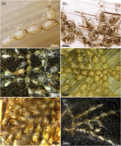 Morphology of ctenostome bryozoans: 7. Hislopia, Echinella and Timwoodiellina