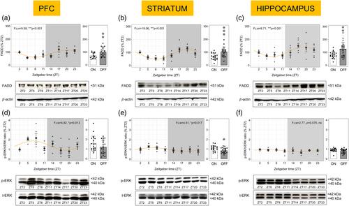 Evaluating the daily modulation of FADD and related molecular markers in different brain regions in male rats