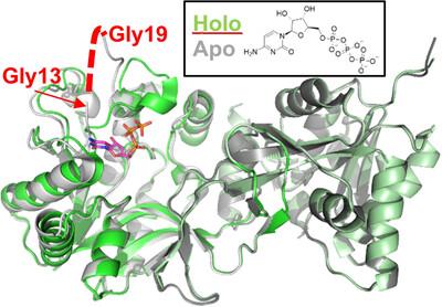 Crystal structure and biophysical characterization of IspD from Burkholderia thailandensis and Mycobacterium paratuberculosis