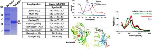 Analyzing the interaction of Helicobacter pylori GAPDH with host molecules and hemin: Inhibition of hemin binding