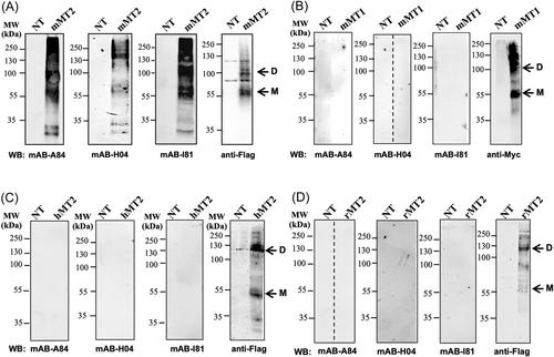 Correction to “Detection of recombinant and endogenous mouse melatonin receptors by monoclonal antibodies targeting the C-terminal domain”